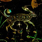 The golden hare, from the back of the original Masquerade slipcover